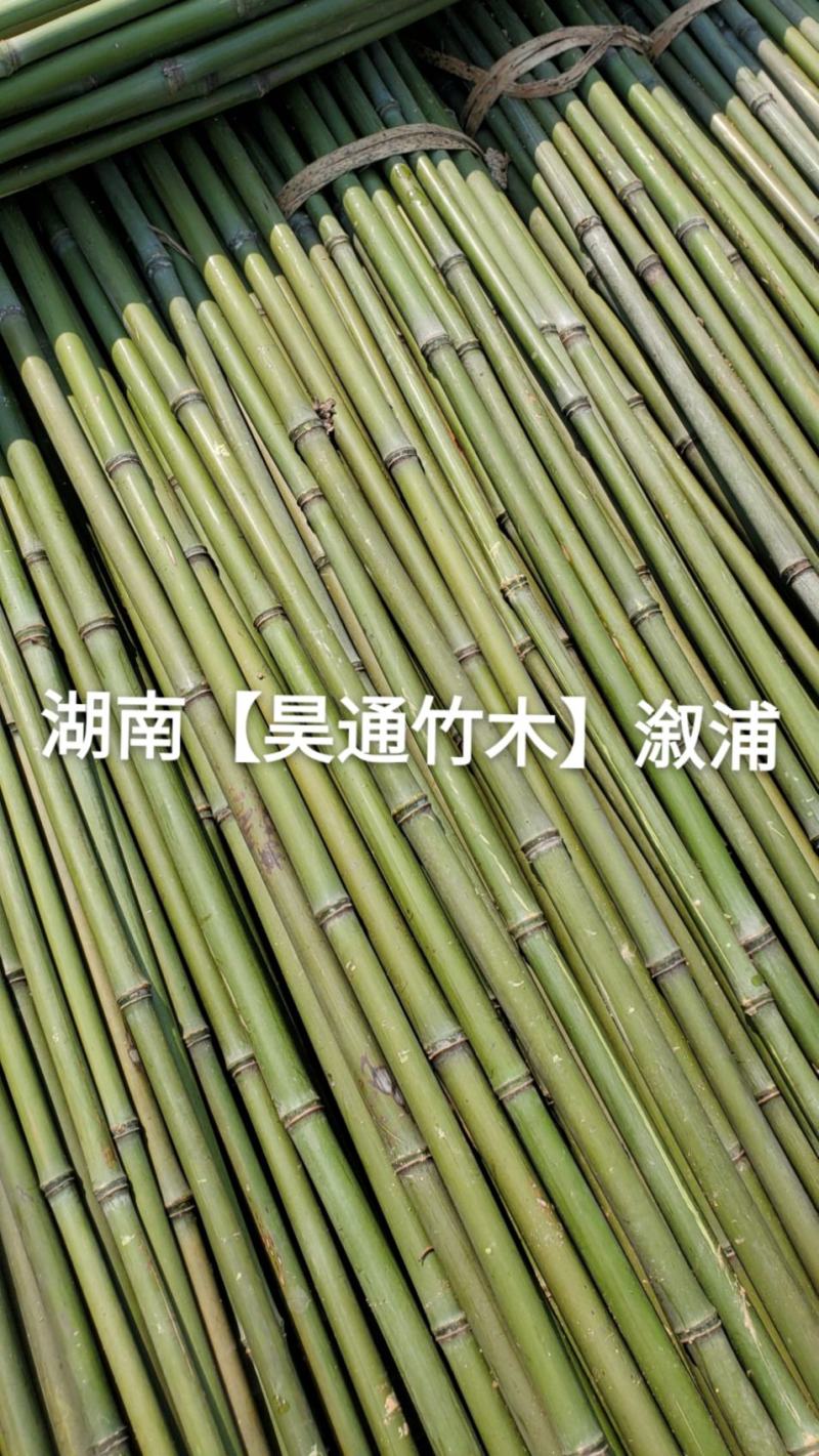 湘西雪峰山菜架竹、小竹竿、竹架条、金竹、铁竹