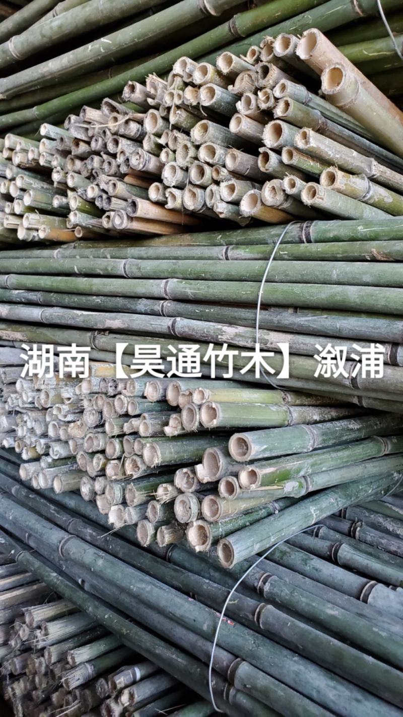 湘西雪峰山菜架竹、小竹竿、竹架条、金竹、铁竹