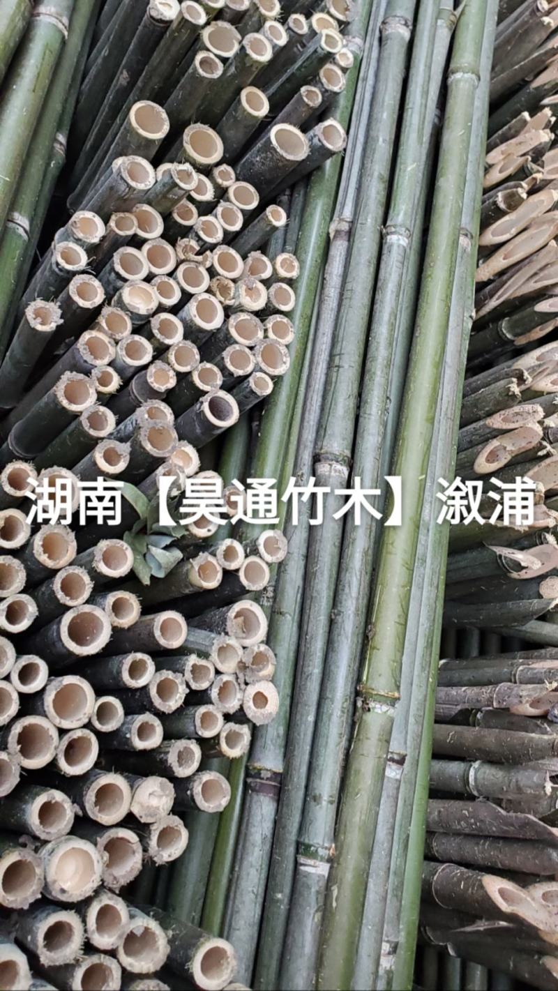 湘西雪峰山菜架竹、小竹竿、竹架条、金竹、铁竹