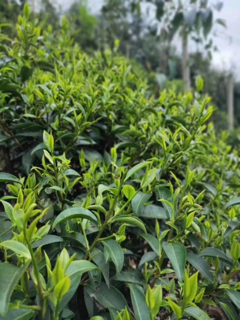 高山红茶，味道香，汤色好，暖胃！是一款实惠的养生茶！