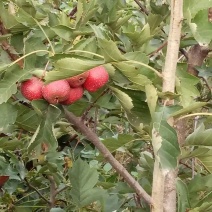优质大金星山楂树苗1-5年生