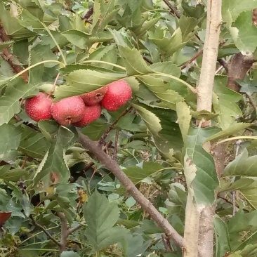 优质大金星山楂树苗1-5年生