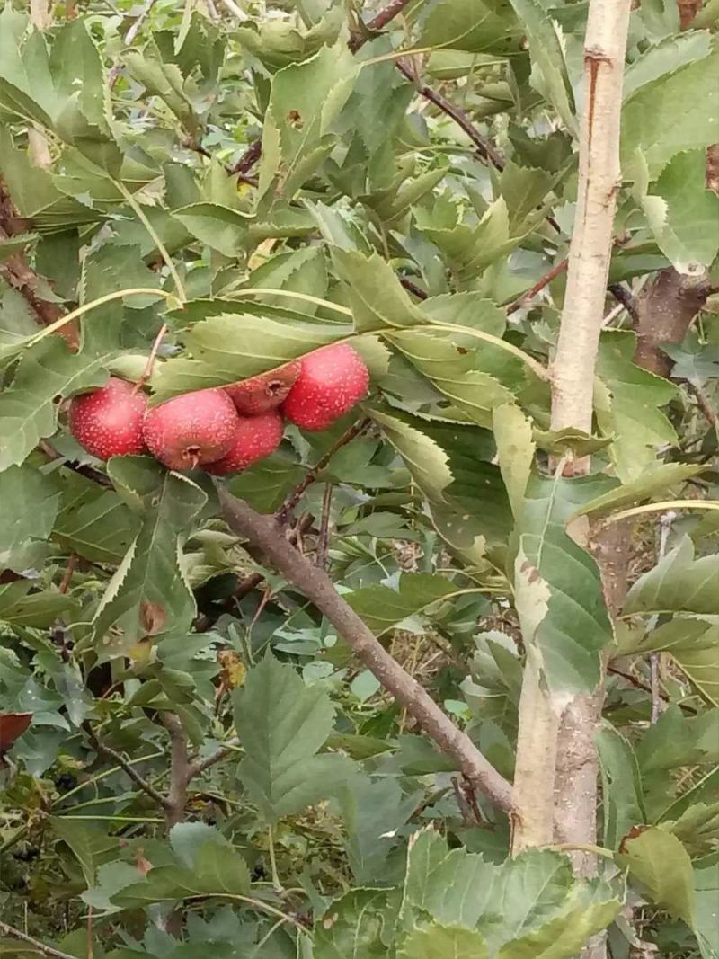 优质大金星山楂树苗1-5年生