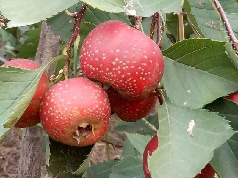 优质大金星山楂树苗1-5年生