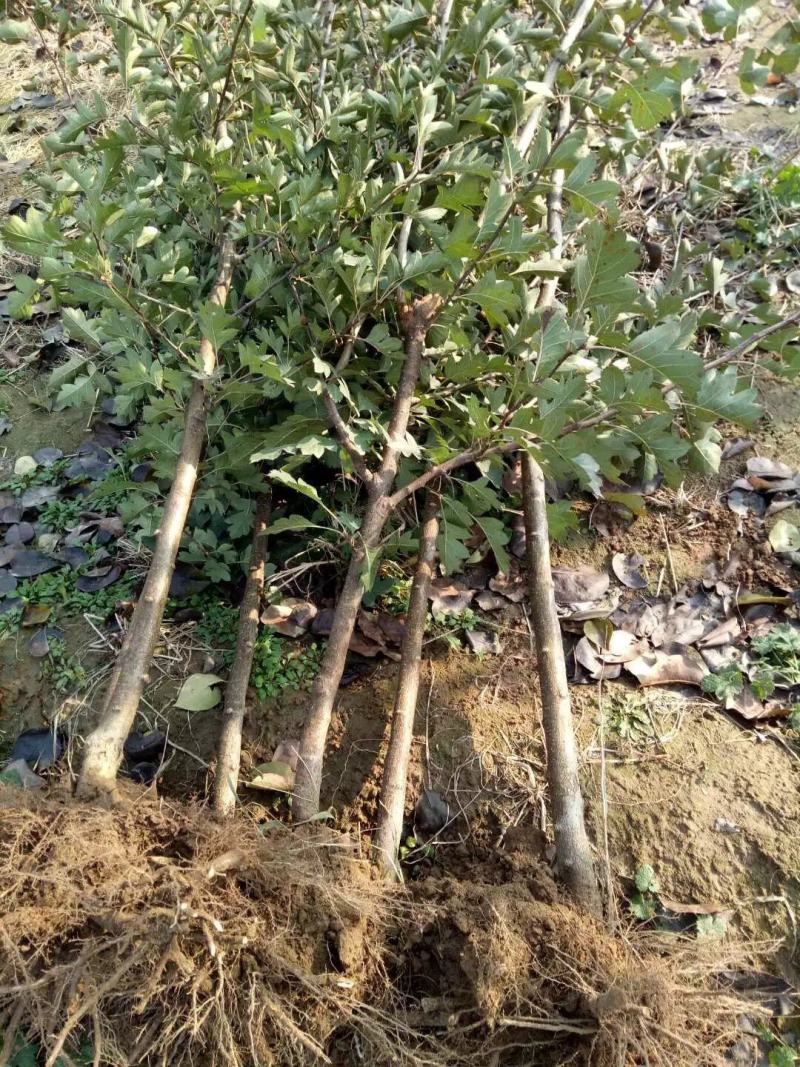 优质大金星山楂树苗1-5年生