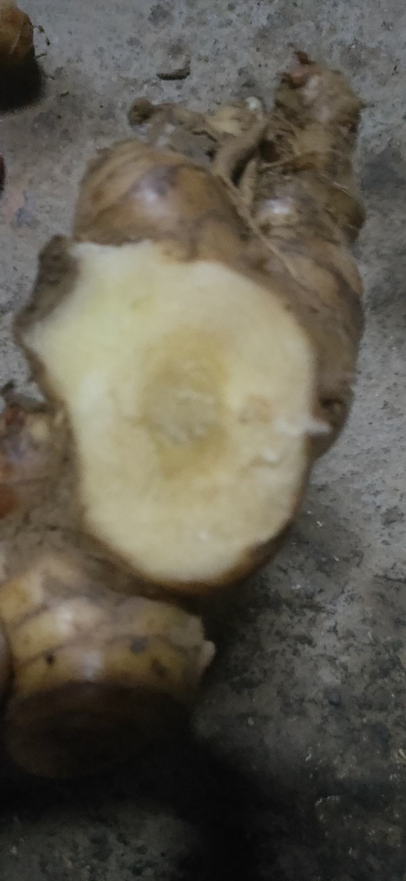 野生南姜山姜头鲜货去腥味产地直销一手货源质量保证