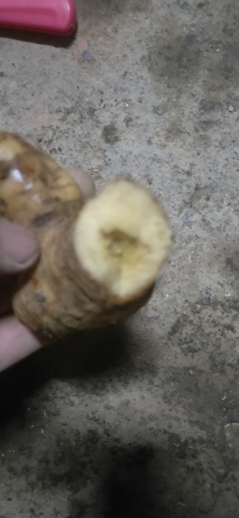 野生南姜山姜头鲜货去腥味产地直销一手货源质量保证