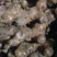 野生南姜山姜头鲜货去腥味产地直销一手货源质量保证