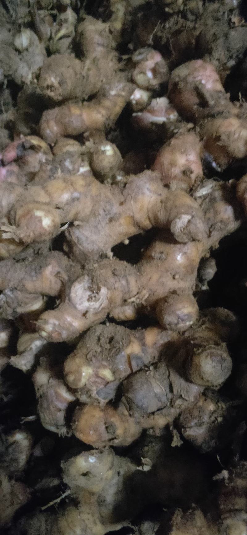 野生南姜山姜头鲜货去腥味产地直销一手货源质量保证