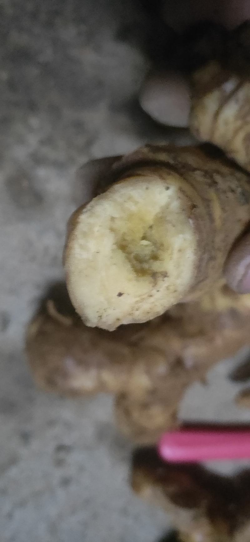 野生南姜山姜头鲜货去腥味产地直销一手货源质量保证