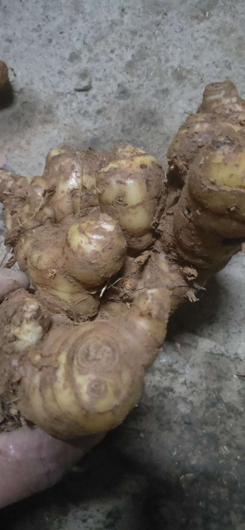 野生南姜山姜头鲜货去腥味产地直销一手货源质量保证