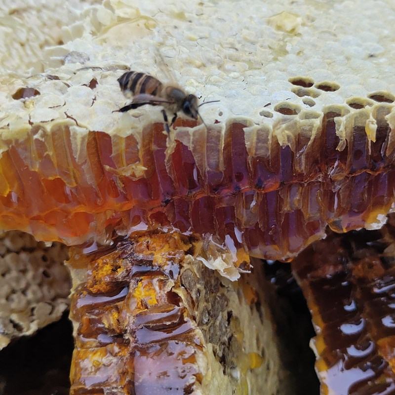 源生态绿色食品，美味可口的土蜂蜜