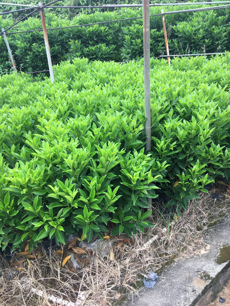 非洲茉莉(非洲茉莉)长期供应各种绿化苗木