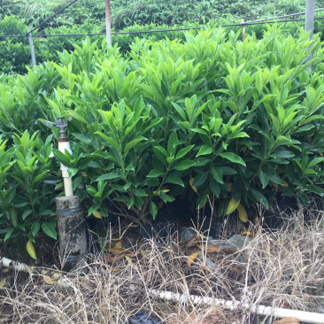 非洲茉莉(非洲茉莉)长期供应各种绿化苗木
