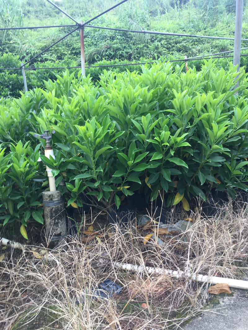 非洲茉莉(非洲茉莉)长期供应各种绿化苗木