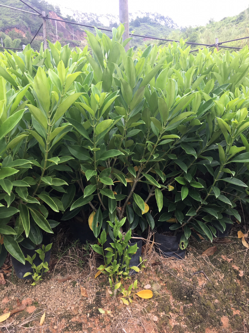 非洲茉莉(非洲茉莉)长期供应各种绿化苗木