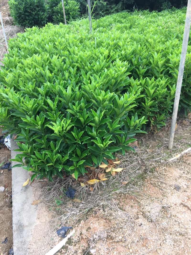 非洲茉莉(非洲茉莉)长期供应各种绿化苗木