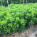 非洲茉莉(非洲茉莉)长期供应各种绿化苗木