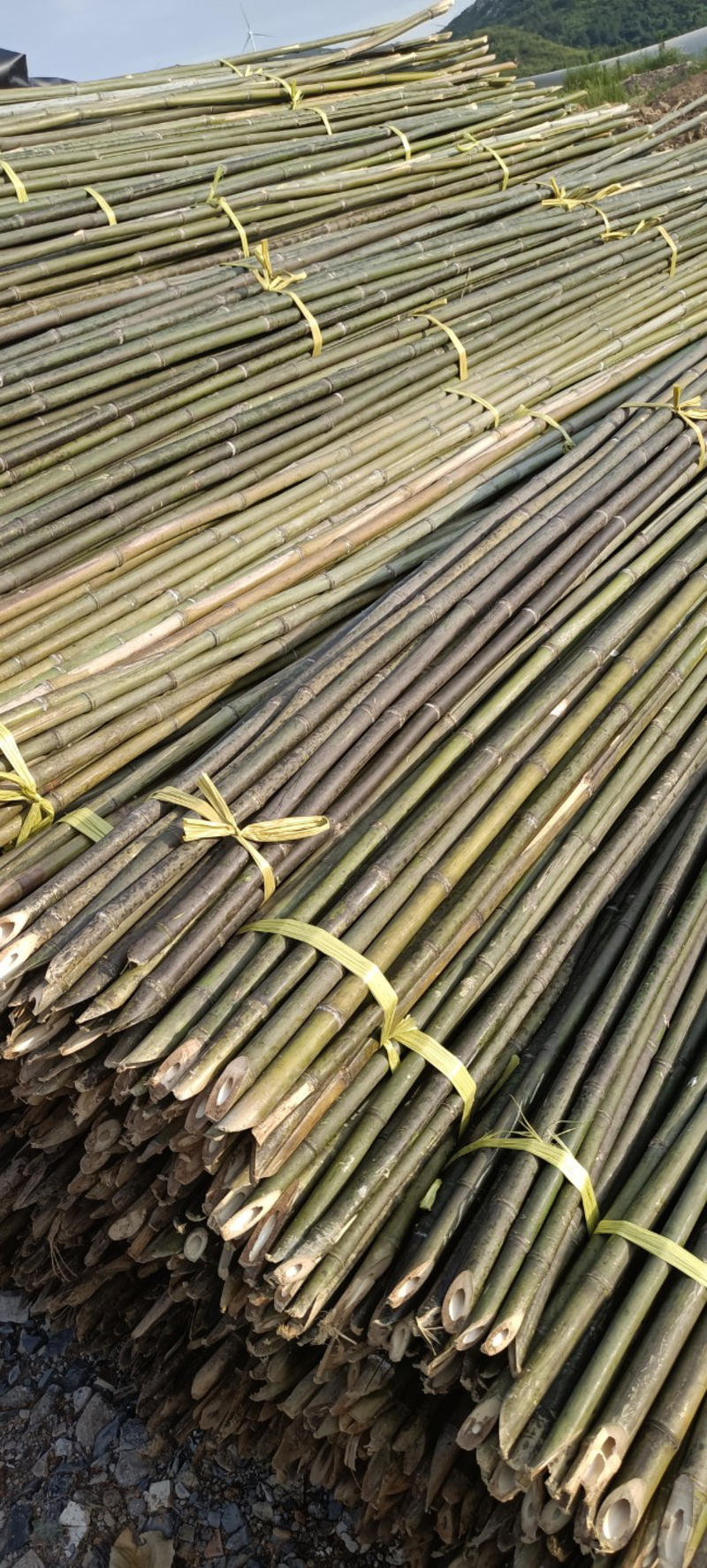 竹竿2.8米至3米瓜果专用可实地考察