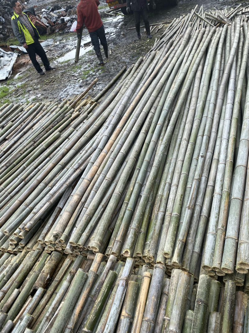 湖南排山竹，大棚养殖可视频看货