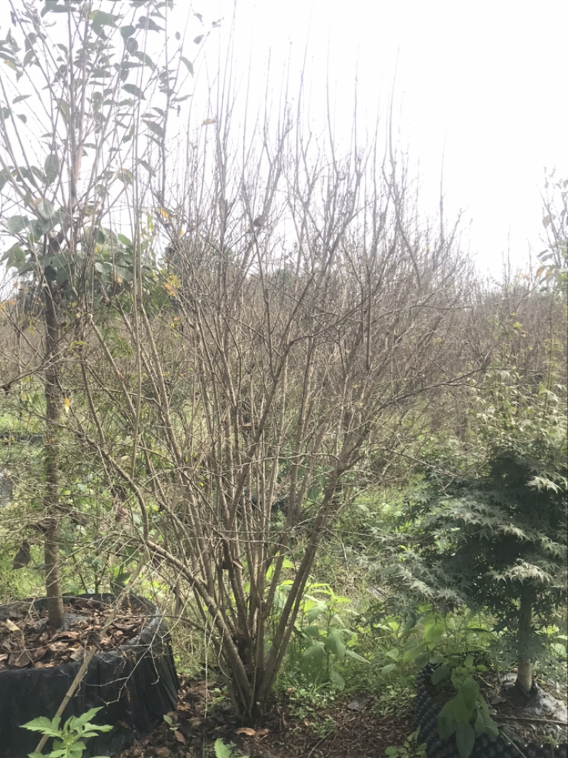 石榴树/花石榴/石榴/丛生