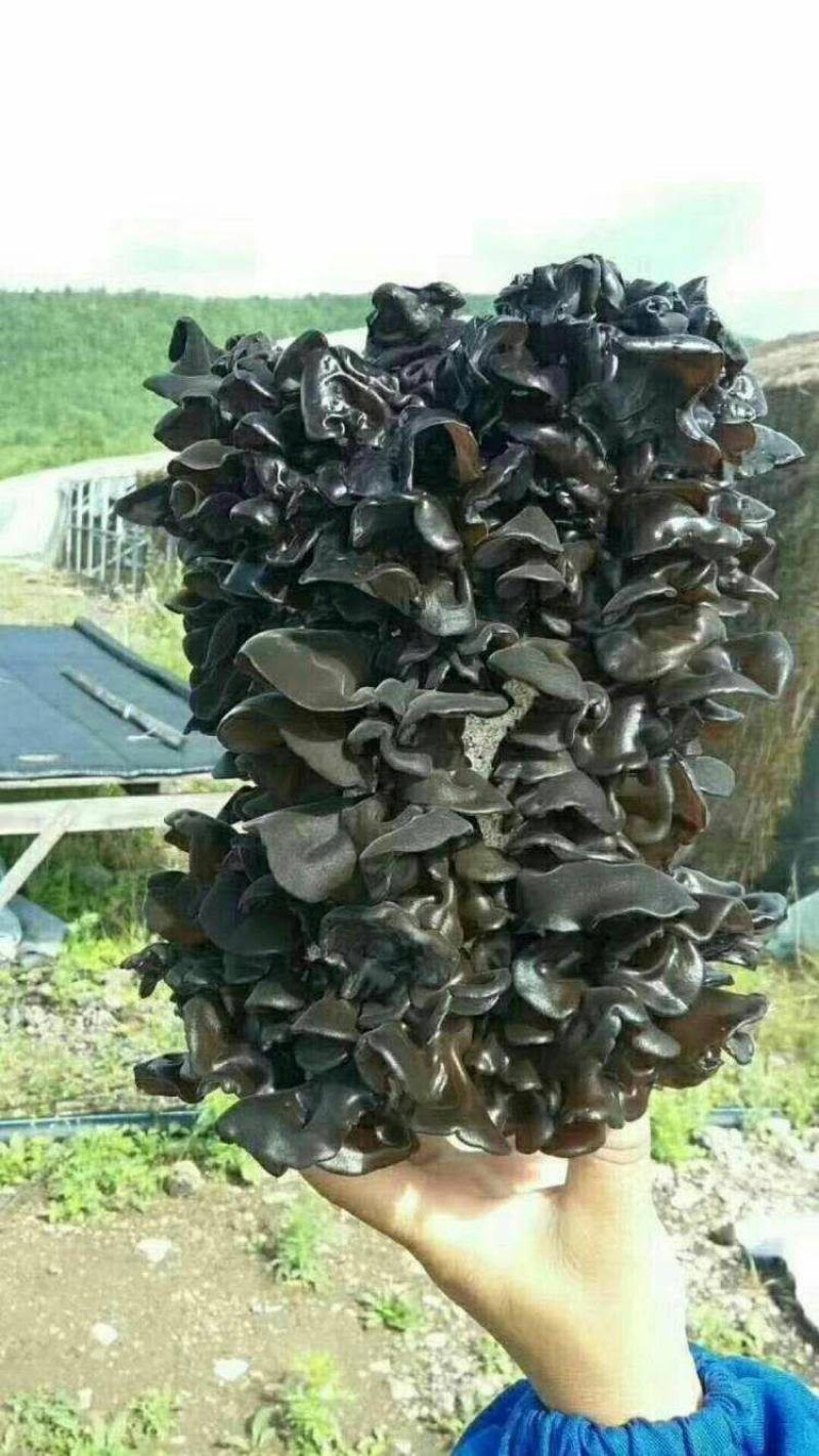 正宗东北木耳，口感怎么样吃过都知道，色黑肉厚，好！！！