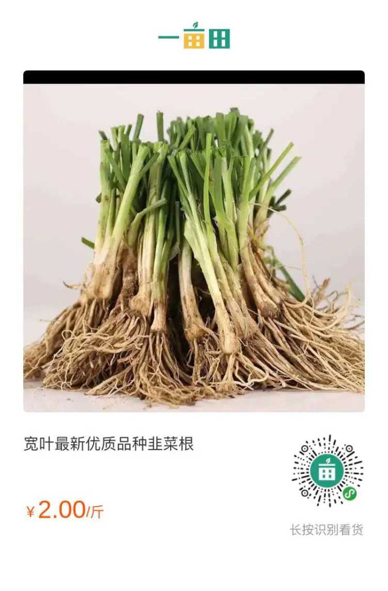 高产宽叶两年培育成的韭菜苗，每亩每茬5000斤，