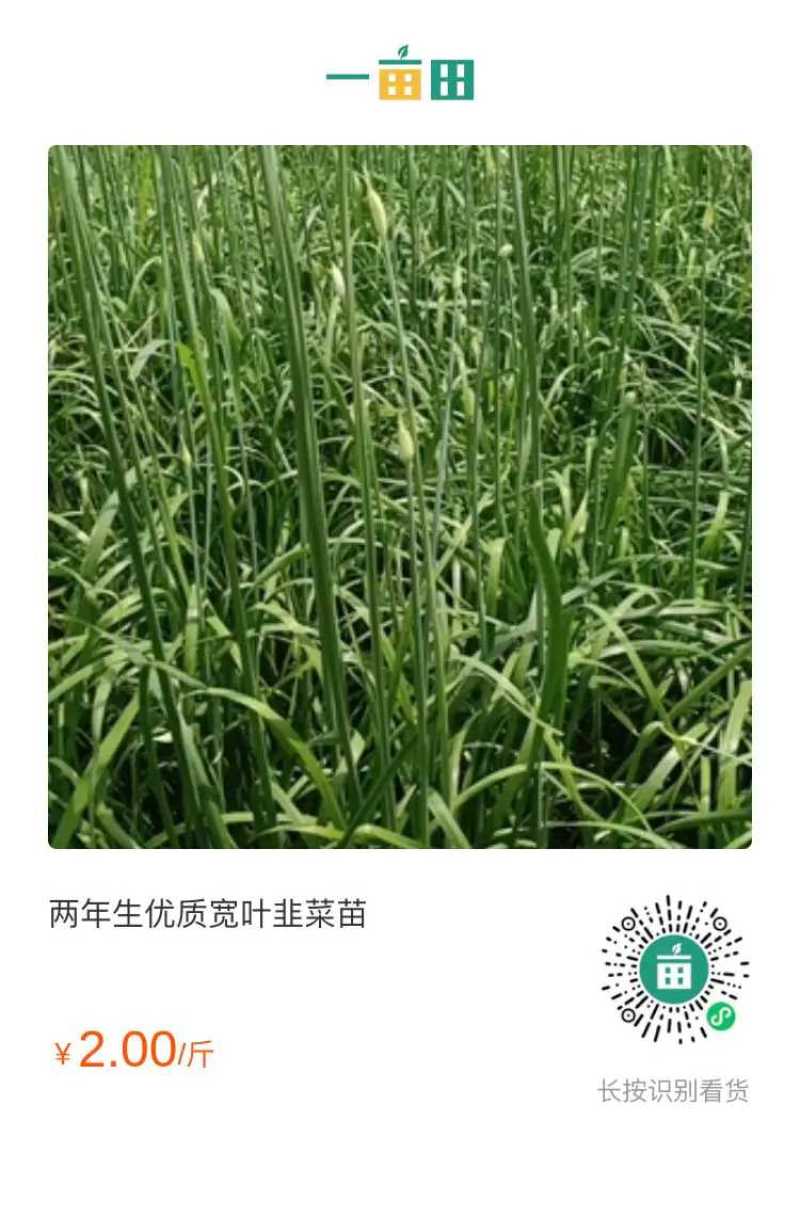 高产宽叶两年培育成的韭菜苗，每亩每茬5000斤，