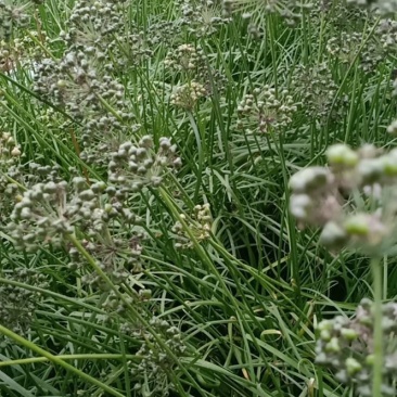 高产宽叶两年培育成的韭菜苗，每亩每茬5000斤，