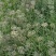 高产宽叶两年培育成的韭菜苗，每亩每茬5000斤，