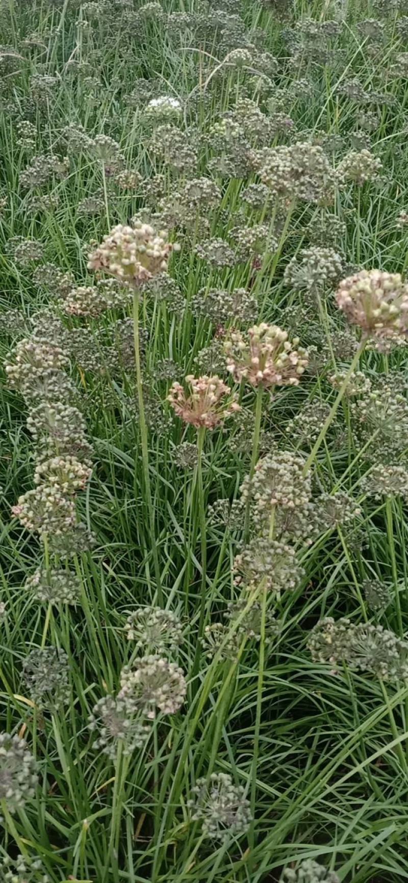 高产宽叶两年培育成的韭菜苗，每亩每茬5000斤，