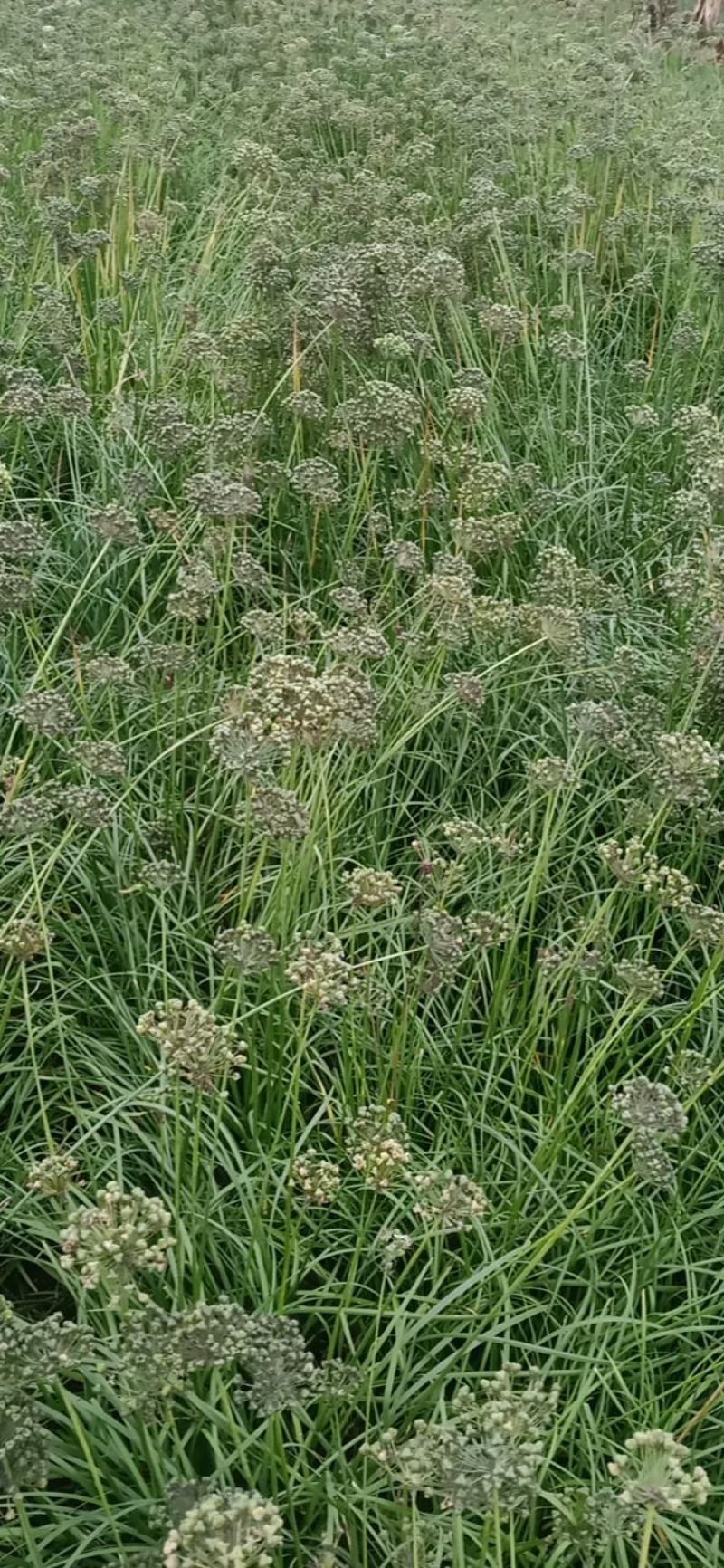高产宽叶两年培育成的韭菜苗，每亩每茬5000斤，