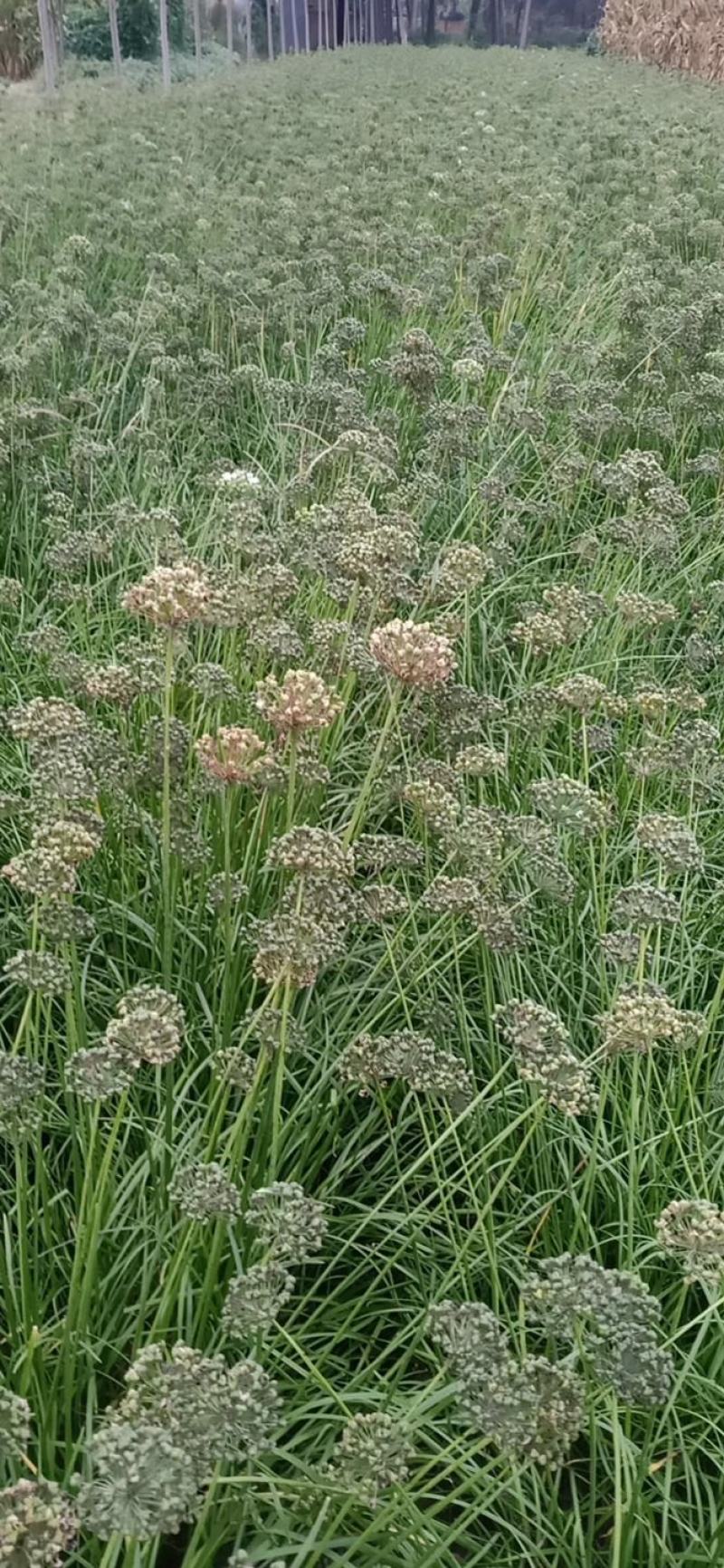 高产宽叶两年培育成的韭菜苗，每亩每茬5000斤，