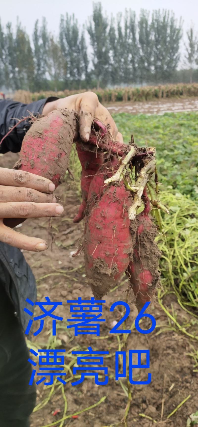 开封市尉氏县惠禾润脱毒红薯苗规模式繁育基地西瓜红薯苗