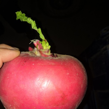 灯笼红萝卜大量上市，卞萝卜