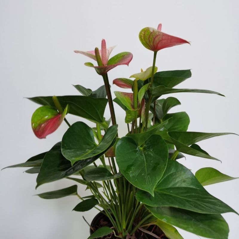 红唇水蜜桃红掌白掌室内客厅盆栽四季水培植物吸甲醛净空气