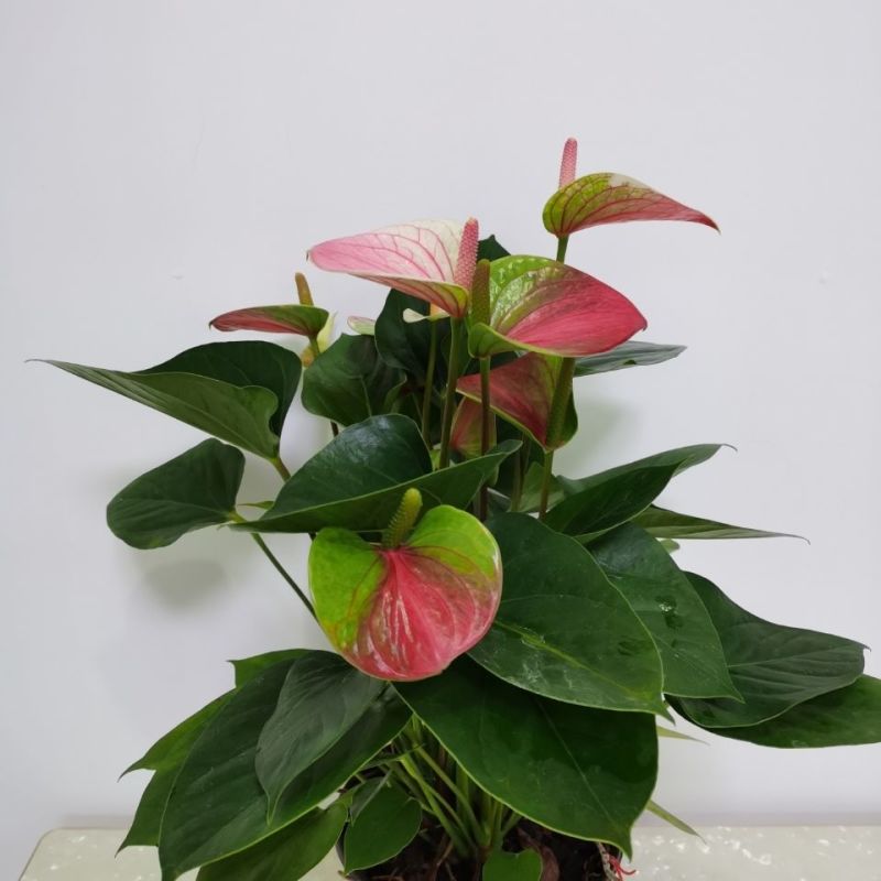 红唇水蜜桃红掌白掌室内客厅盆栽四季水培植物吸甲醛净空气