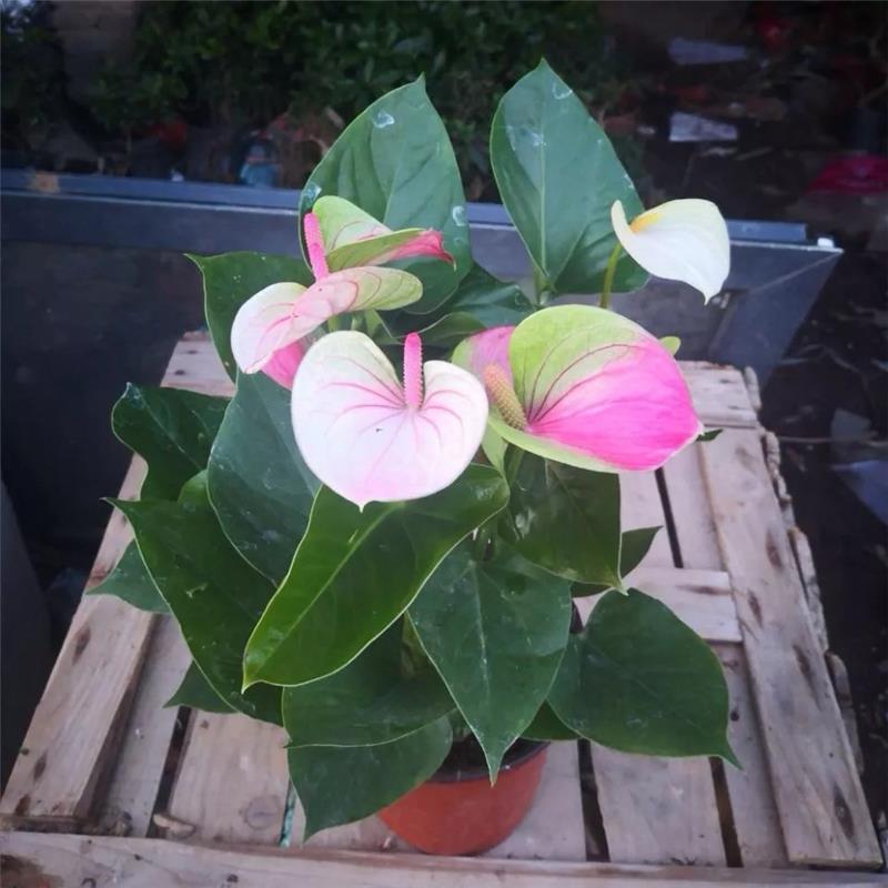 红唇水蜜桃红掌白掌室内客厅盆栽四季水培植物吸甲醛净空气