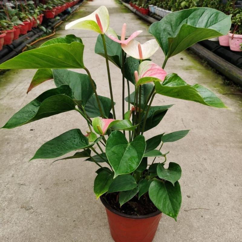 红唇水蜜桃红掌白掌室内客厅盆栽四季水培植物吸甲醛净空气