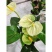 红唇水蜜桃红掌白掌室内客厅盆栽四季水培植物吸甲醛净空气