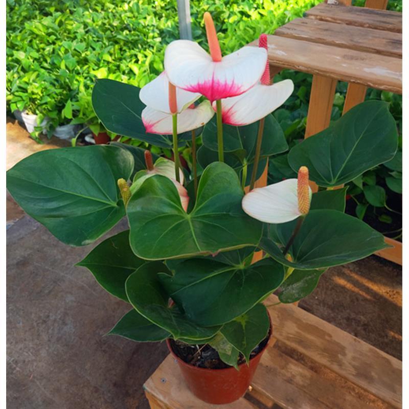 红唇水蜜桃红掌白掌室内客厅盆栽四季水培植物吸甲醛净空气