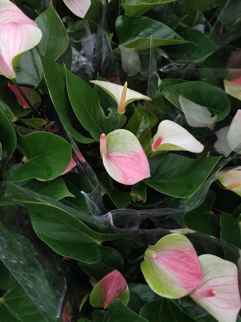红唇水蜜桃红掌白掌室内客厅盆栽四季水培植物吸甲醛净空气