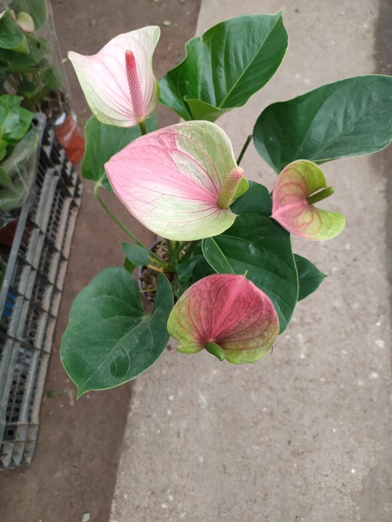 红唇水蜜桃红掌白掌室内客厅盆栽四季水培植物吸甲醛净空气