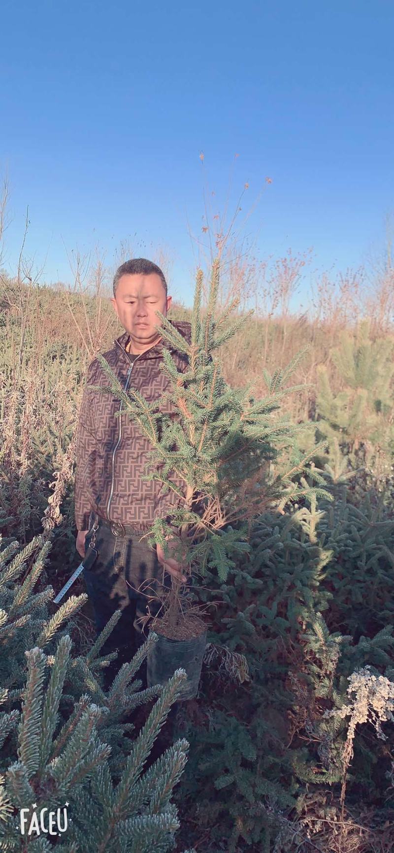[牛]云杉规格齐全产地直发货源充足保质保量！！