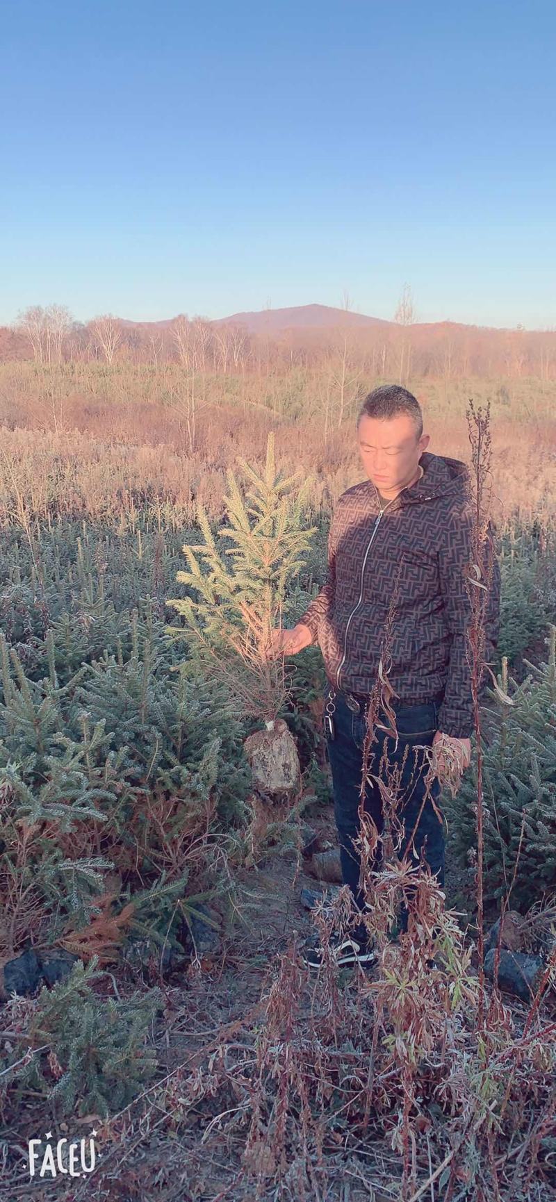 [牛]云杉规格齐全产地直发货源充足保质保量！！
