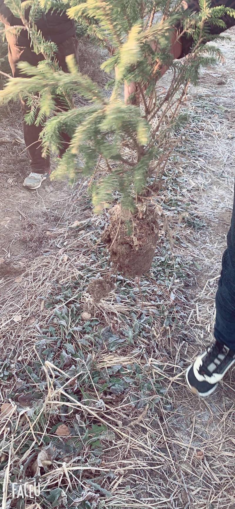 [牛]云杉规格齐全产地直发货源充足保质保量！！