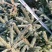 [牛]云杉规格齐全产地直发货源充足保质保量！！