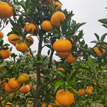 叶桔品种多（大分，大甫，国庆密桔），质量优，口感甜