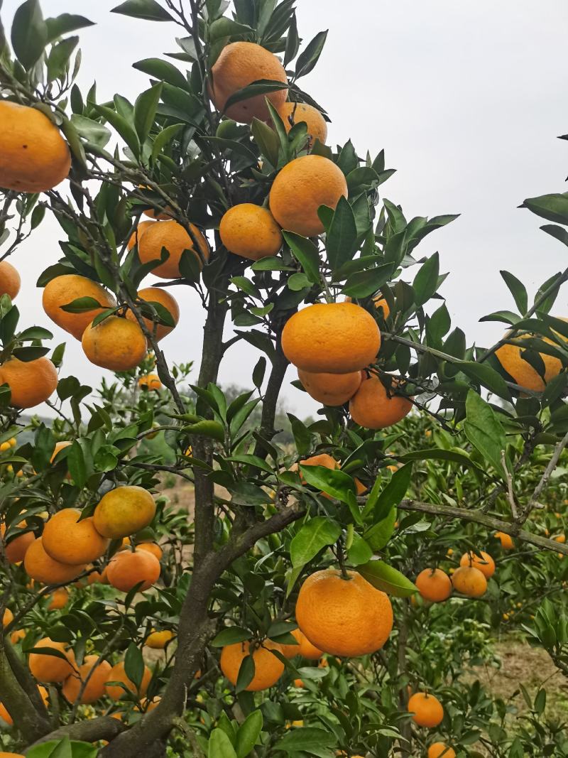叶桔品种多（大分，大甫，国庆密桔），质量优，口感甜