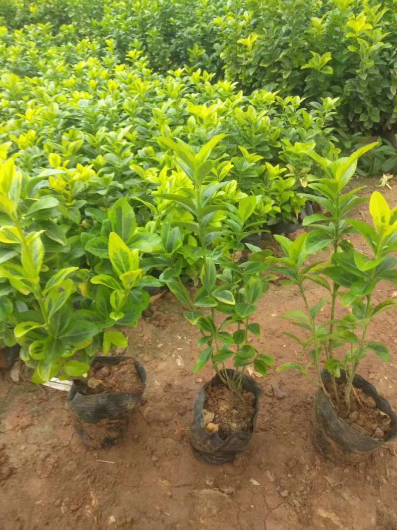 黄杨金冠黄杨等...基地直销，常年销售各种绿化苗木